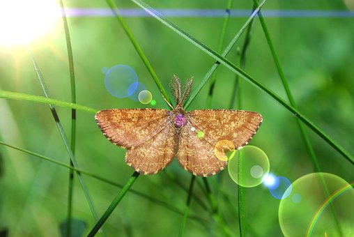 Mariposa, Hierba, Insecto, El Verano