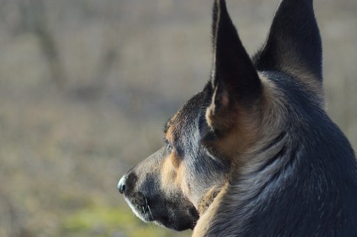 Perro, Pastor Alemán, Mascota, De Cerca
