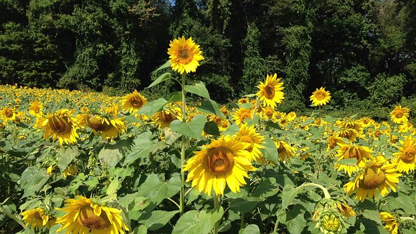 Blumen, Sonnenblumen, Gelb, Gelbe Blumen