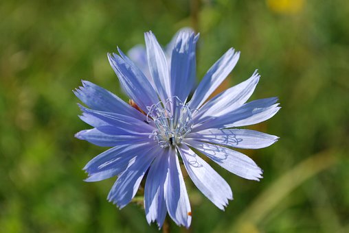 Achicoria, Flor Silvestre, Planta