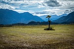 tree, lonely, moor