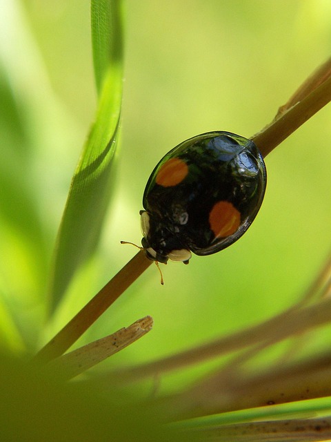 Insect Ladybug Macro - Free photo on Pixabay