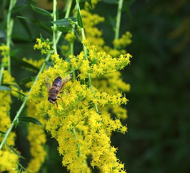 Free Goldenrod Hover Fly photo and picture