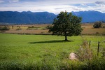 tree, lonely, moor