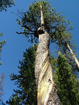 Tree, Forest, Twisted, Bark, Pine