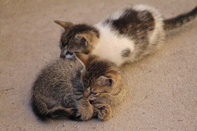 Katzen, Haustiere, Kätzchen, Hübsch
