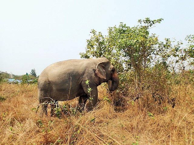 Free Elephant Meadow photo and picture