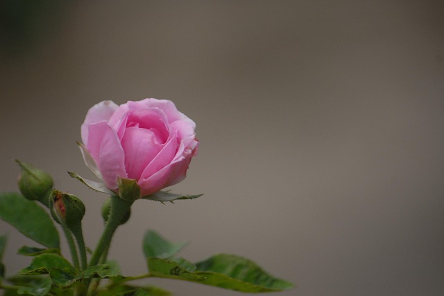 Pink Rose, วอลเปเปอร์ 4K 1920X1080