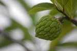 custard apple, background, green leaf