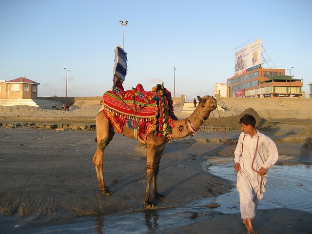 Free Camel Ride Red photo and picture
