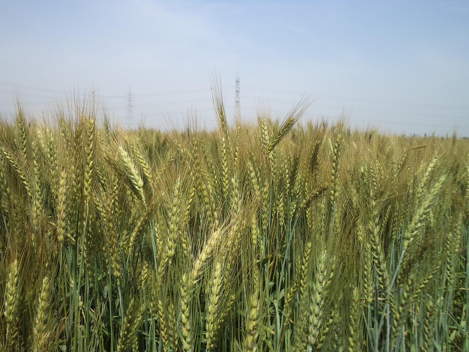 Free photo Wheat Plant, Wheat Field, Wheat Free Image on Pixabay