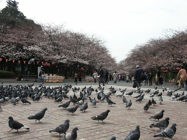 Free Ueno Park Early Morning photo and picture