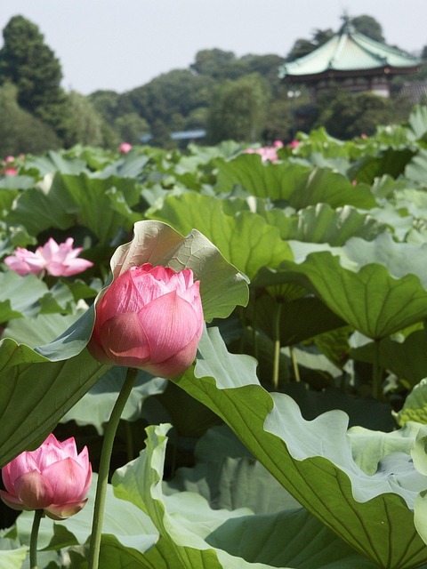 Free Flowers Shinobazu Pond photo and picture