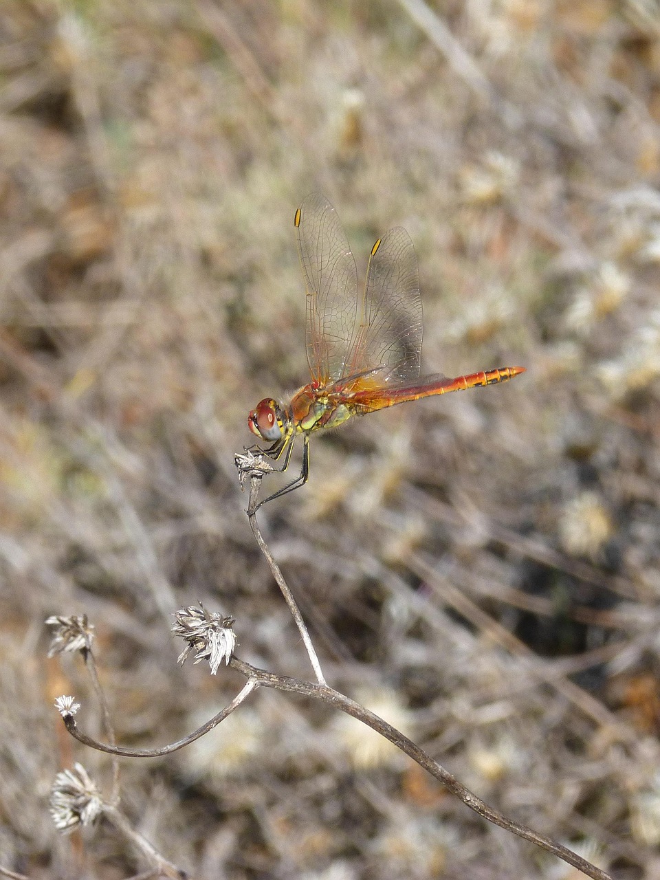Libelle Insekt Bei - Kostenloses Foto auf Pixabay