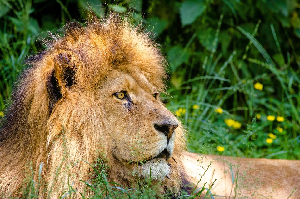 African Lion Male Free Photo On Pixabay African Lion Male Free Photo On Pixabay