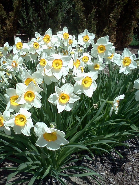 Free Daffodil Spring Flower photo and picture