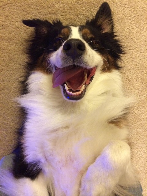 Free Dog Funny photo and picture