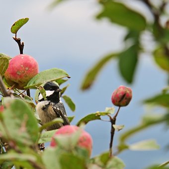 Free Bird Coal Tit photo and picture