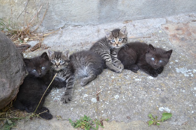 Free Kittens Layers photo and picture