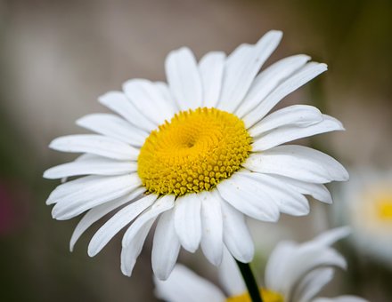 Free Flower Flower Wallpaper photo and picture