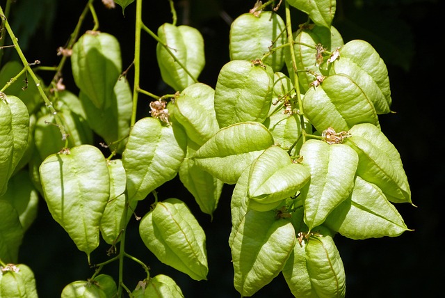 Physalis, Natureza, Verde, Jardim