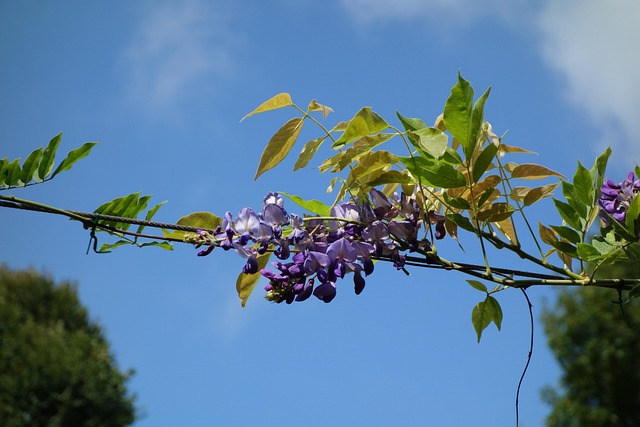 Free Flower Purple photo and picture