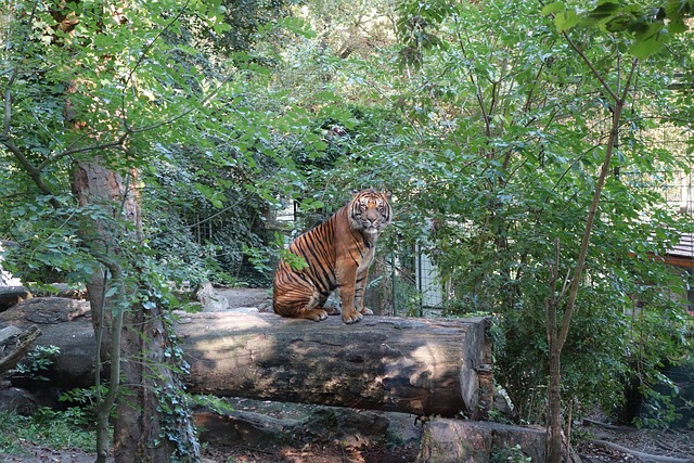 Free Animal Zoo photo and picture