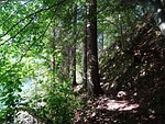 at the lake, in the forest, soothing nature