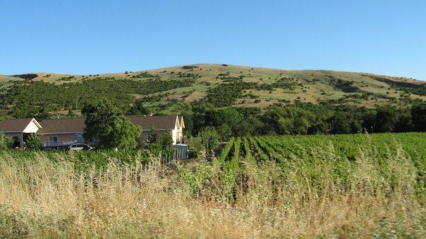 Panorama, Vinhas, Napa, Natureza