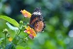 butterfly flowers, qingxinziran, bucolic