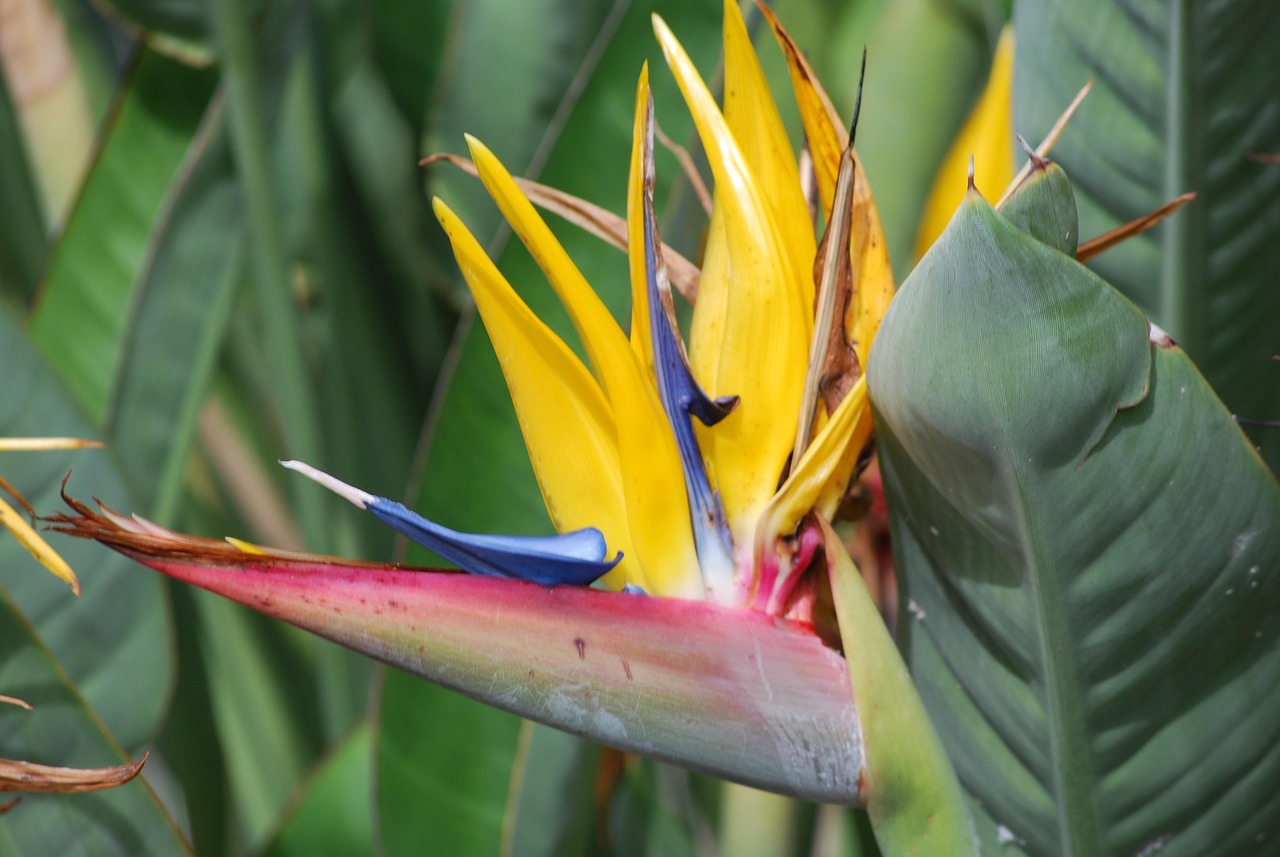 Bird Of Paradise Flower Garden Free photo on Pixabay Pixabay