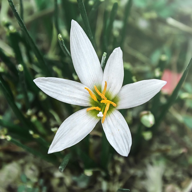 Free Scallion White photo and picture