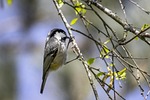 coal, tit, bird