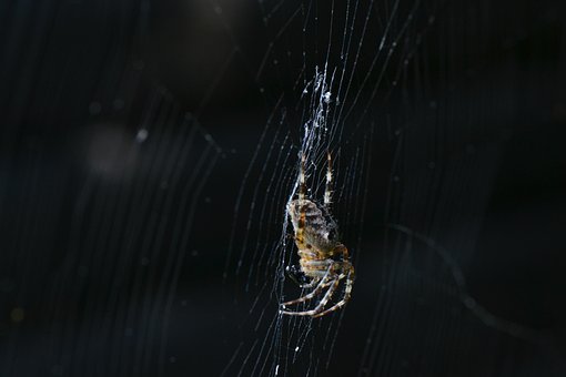Free Spider Insect photo and picture