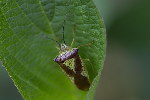 Free Heteropterous Bug Insect photo and picture