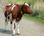 cow, animal, roan
