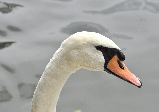 Svane, Natur, Fugl, Leder Af, Dam, Fauna
