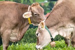 cows, pasture, alm