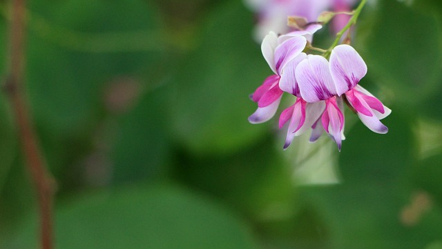 Free Flower Green photo and picture