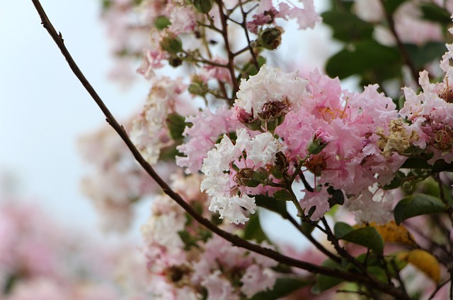 Free Flower Green photo and picture