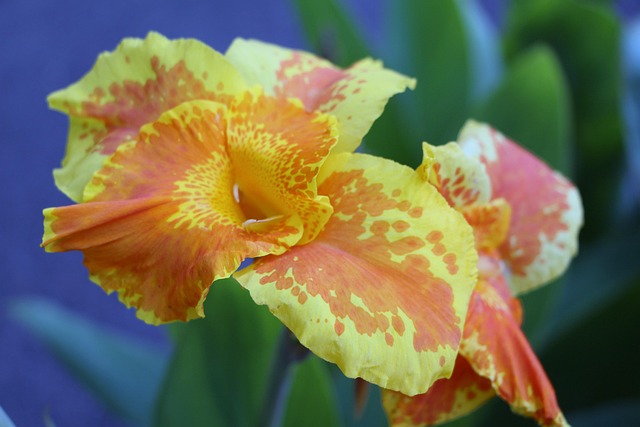 Free Yellow Flower Beautiful Flowers photo and picture