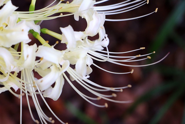 Free White Flower Bunch Of Flowers photo and picture