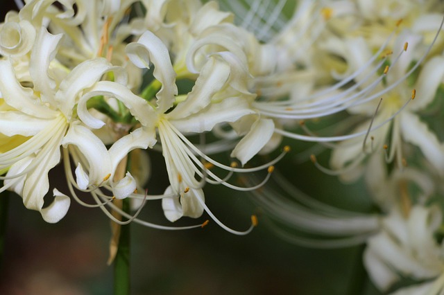 Free White Flower Bunch Of Flowers photo and picture