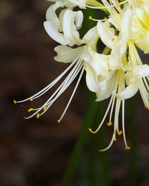 Free White Flower Bunch Of Flowers photo and picture