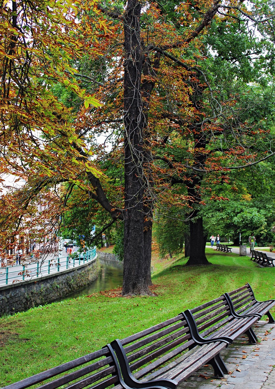 País Árboles Naturaleza - Foto gratis en Pixabay - Pixabay