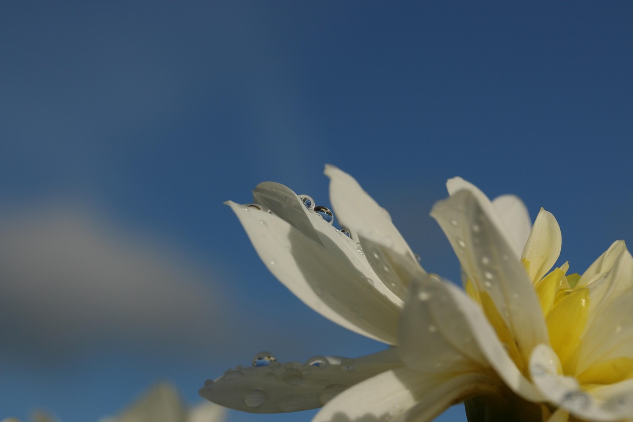 Flower Drop Droplets Free photo on Pixabay Pixabay