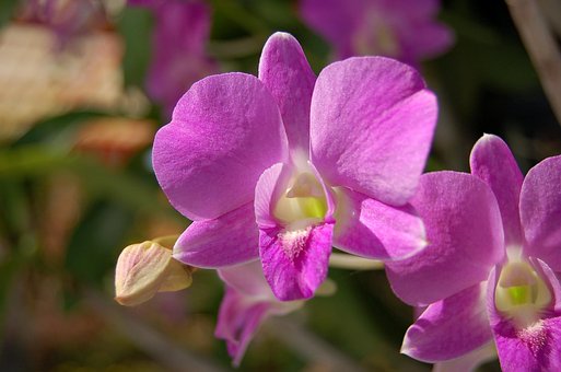 Floare, Flori Frumoase, Natura, Orhidee