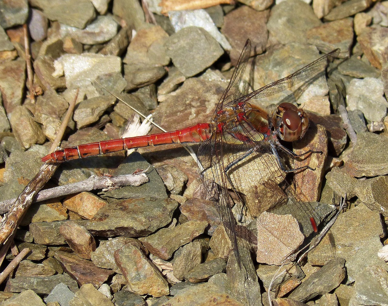 Dragonfly Red Insect - Free photo on Pixabay - Pixabay