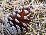 pineapple, pinnace, pine