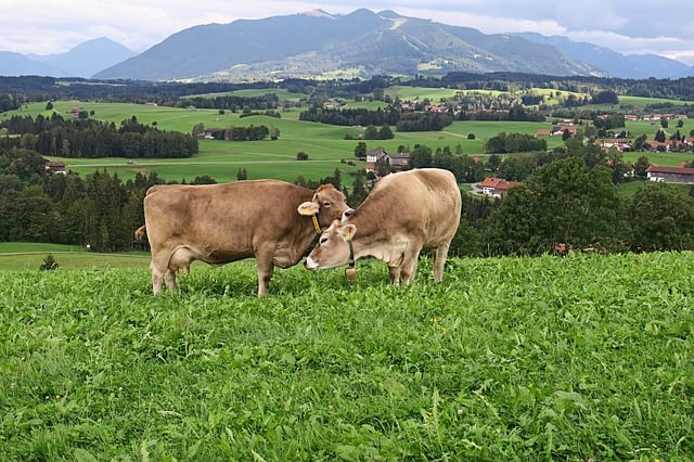 Download free HD stock image of Cows Meadow Free cows meadow mountains illustration